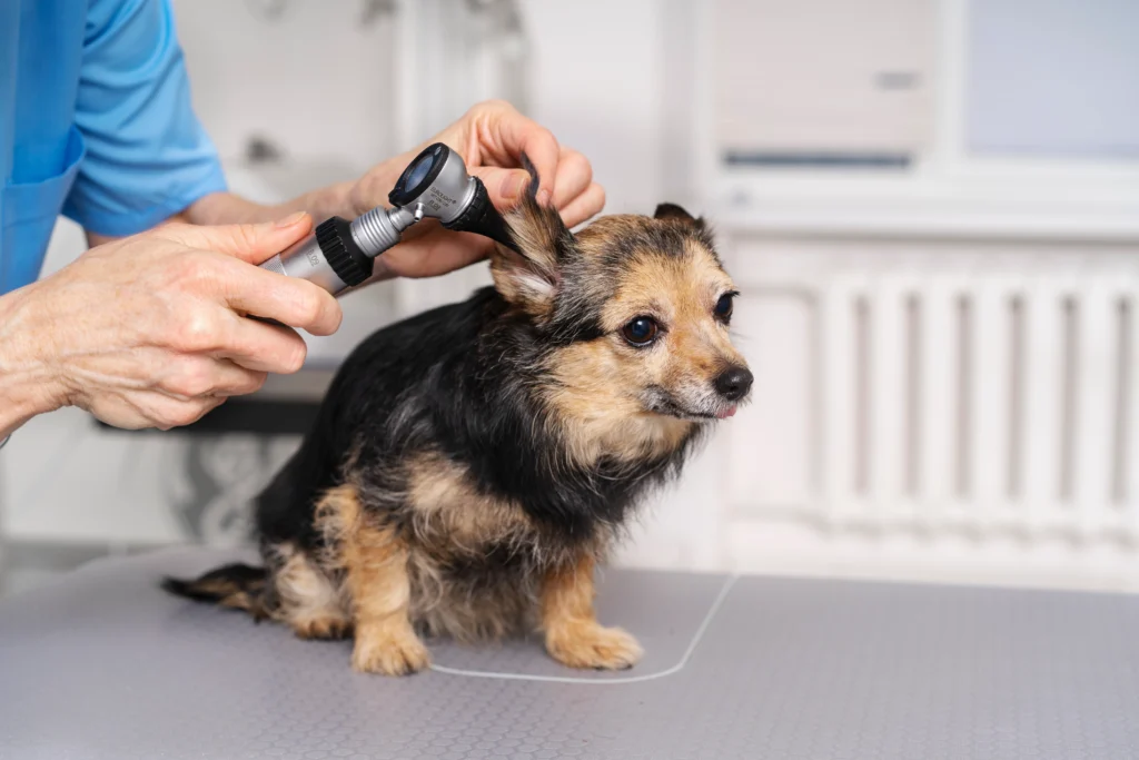 Professional Pet Grooming in Islamabad & Rawalpindi | Expert Dog & Cat Groomer